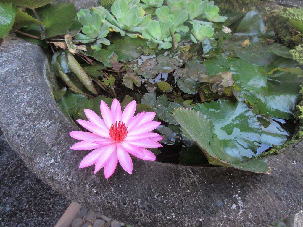 Rika Sanur Homestay Exteriör bild